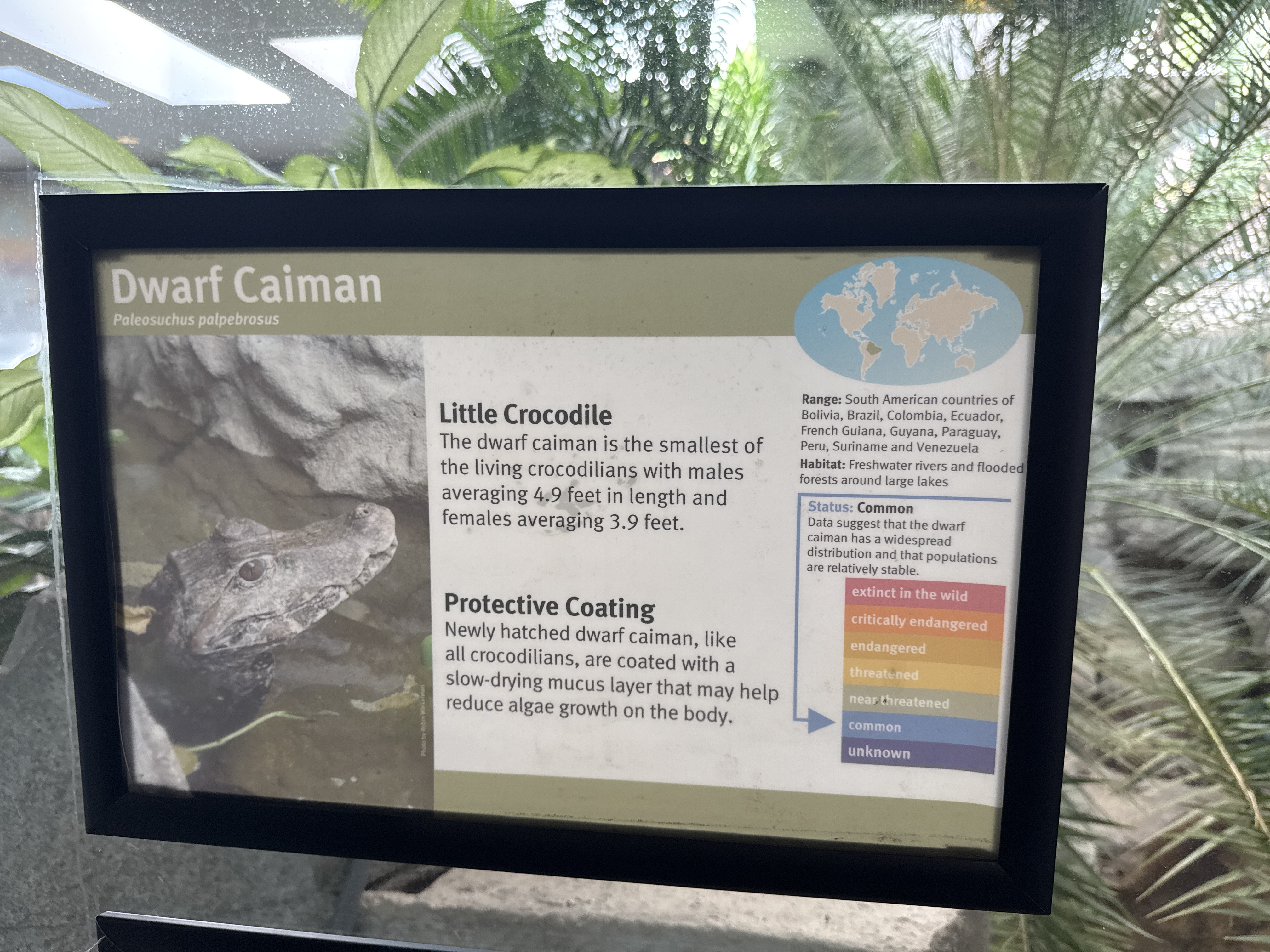Cuvier's Dwarf Caiman