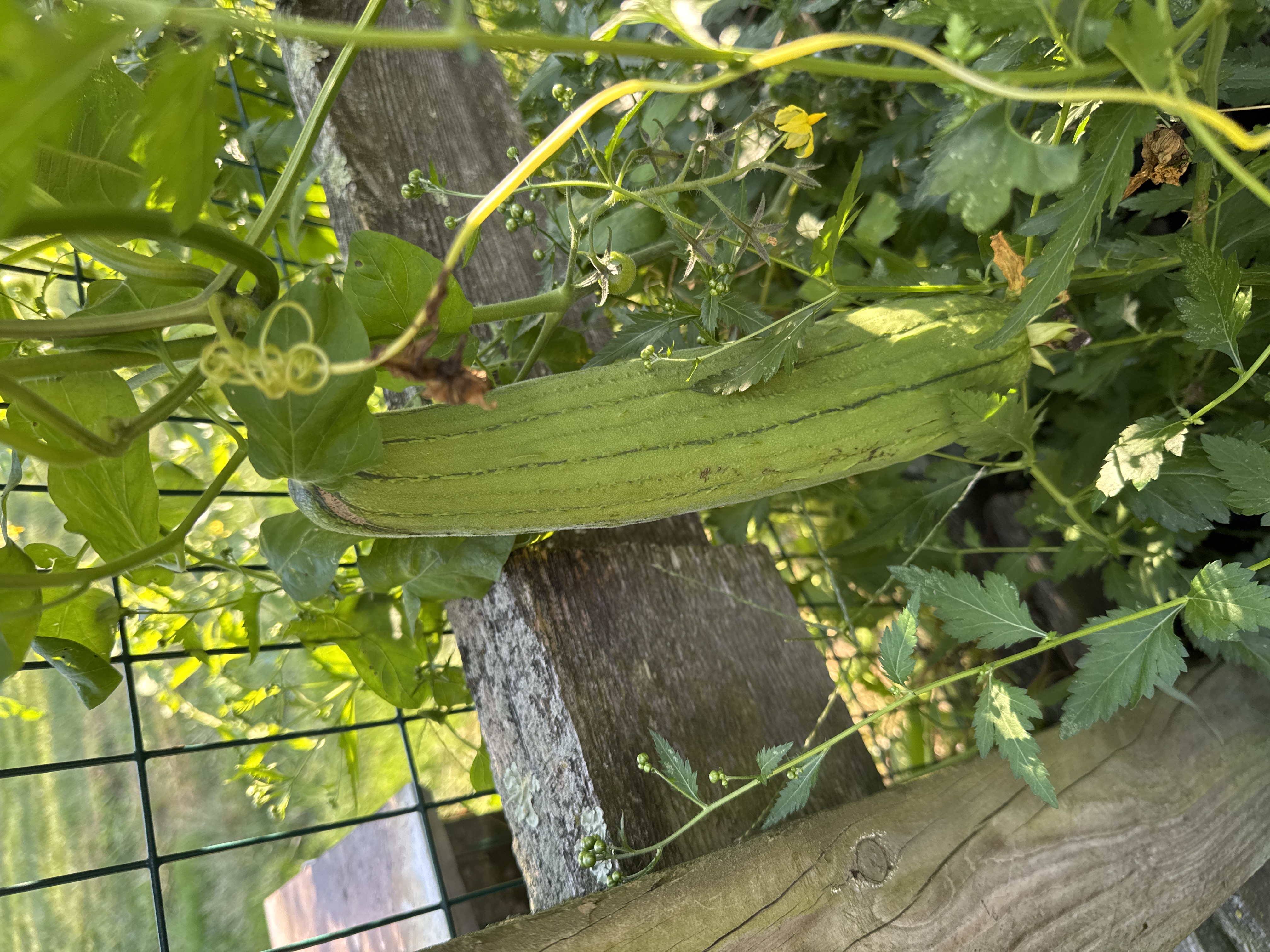 Luffa Gourd