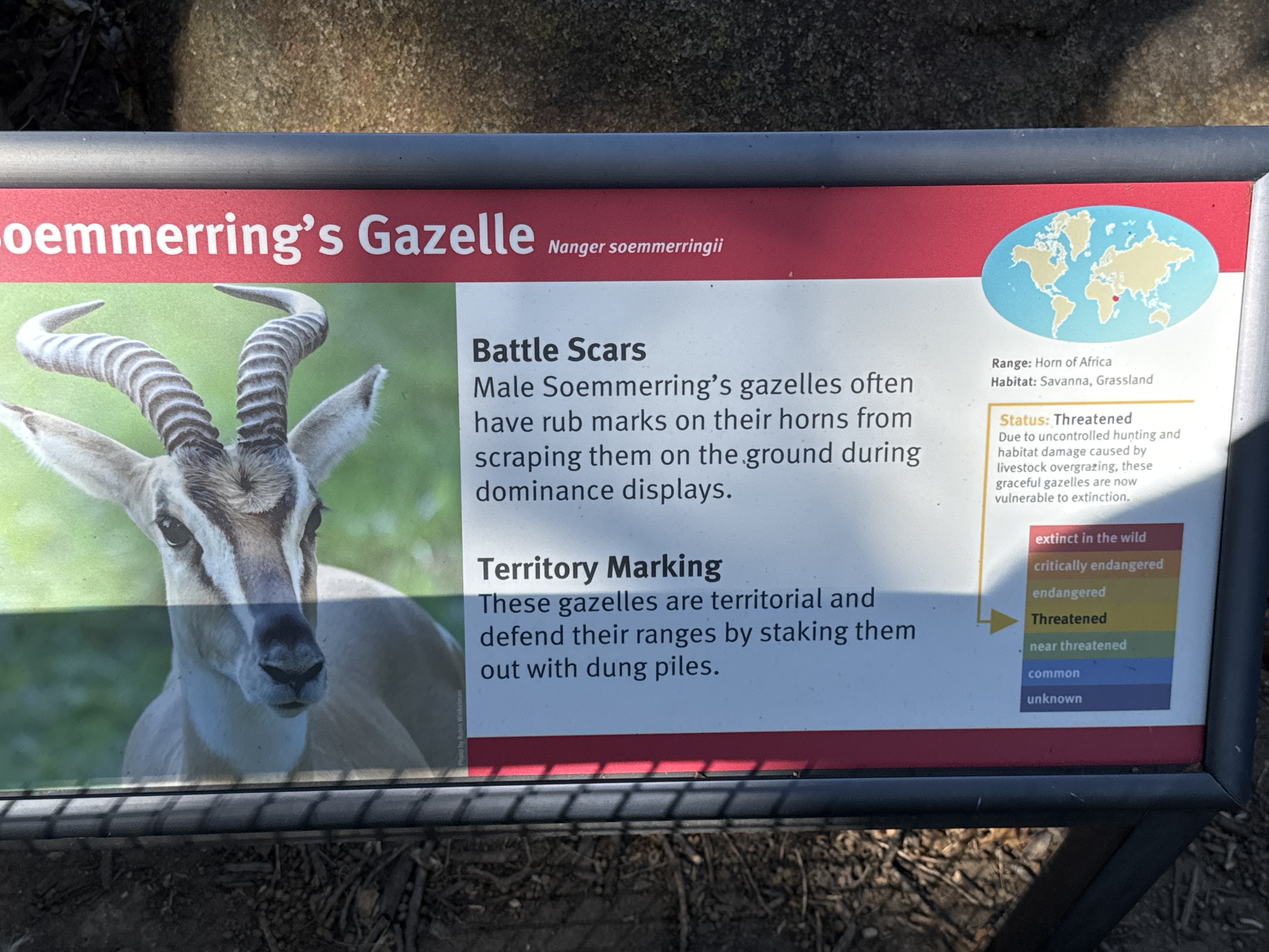 Soemmerring's Gazelle