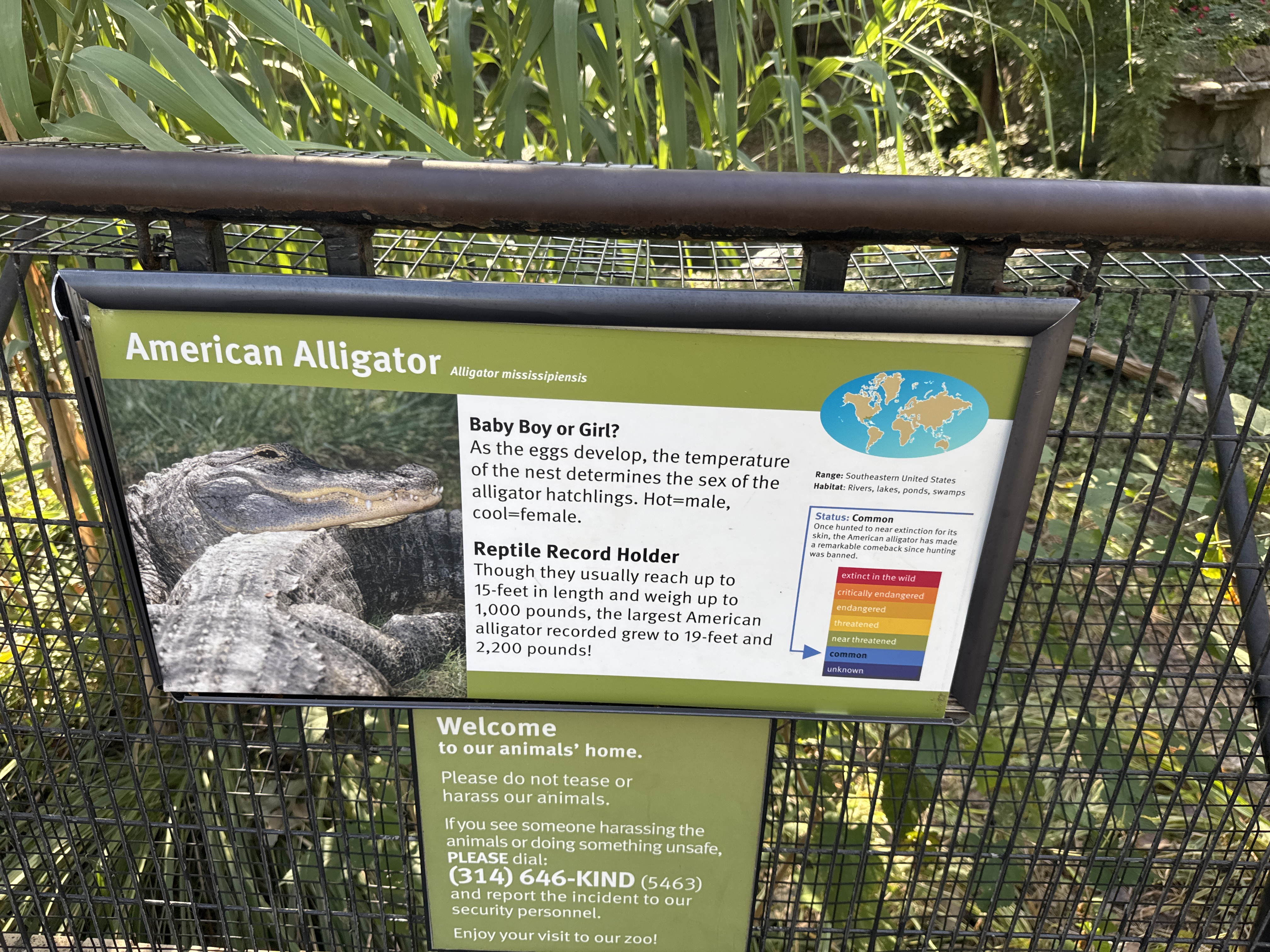 American Alligator