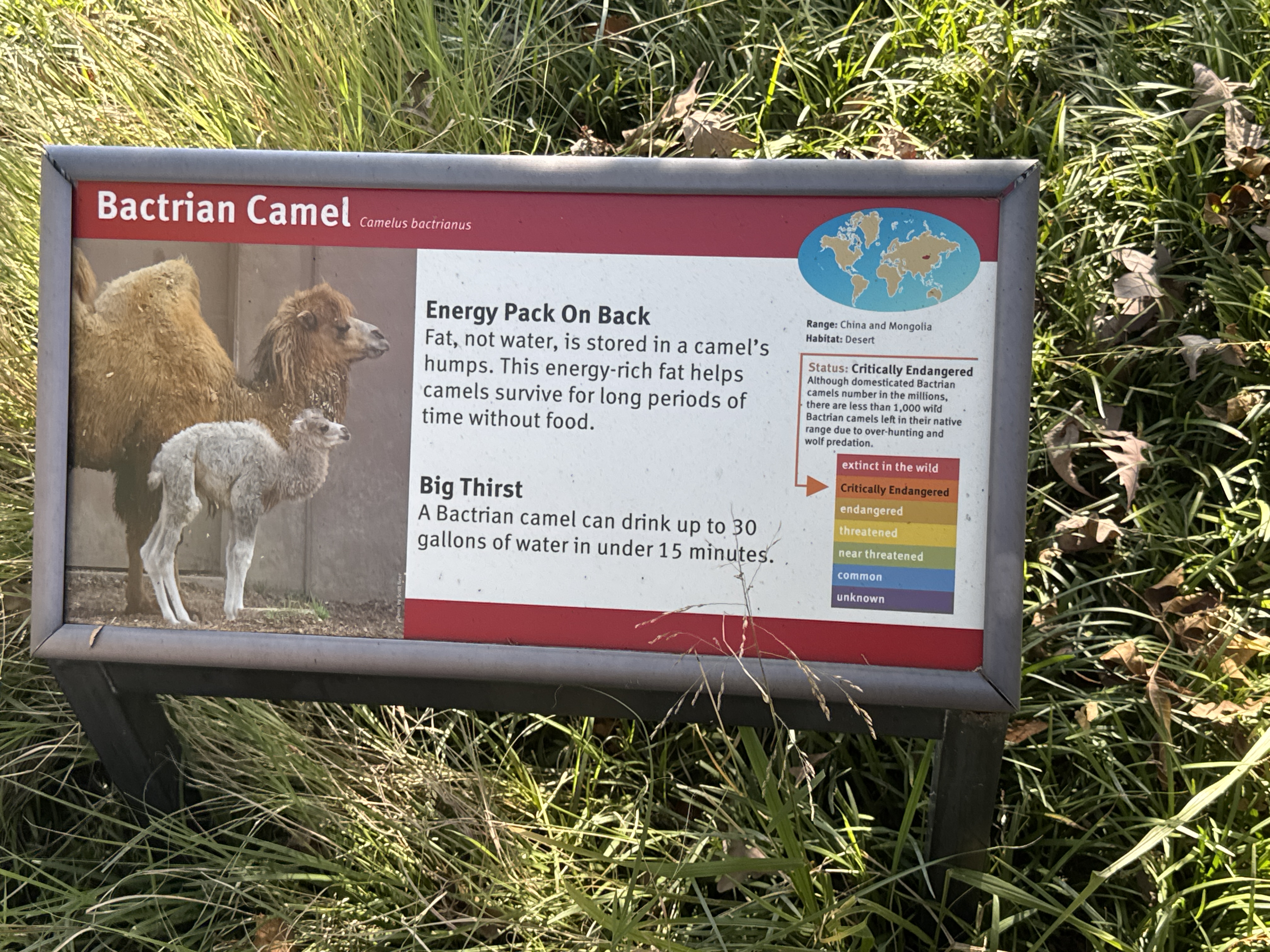 Bactrian Camel