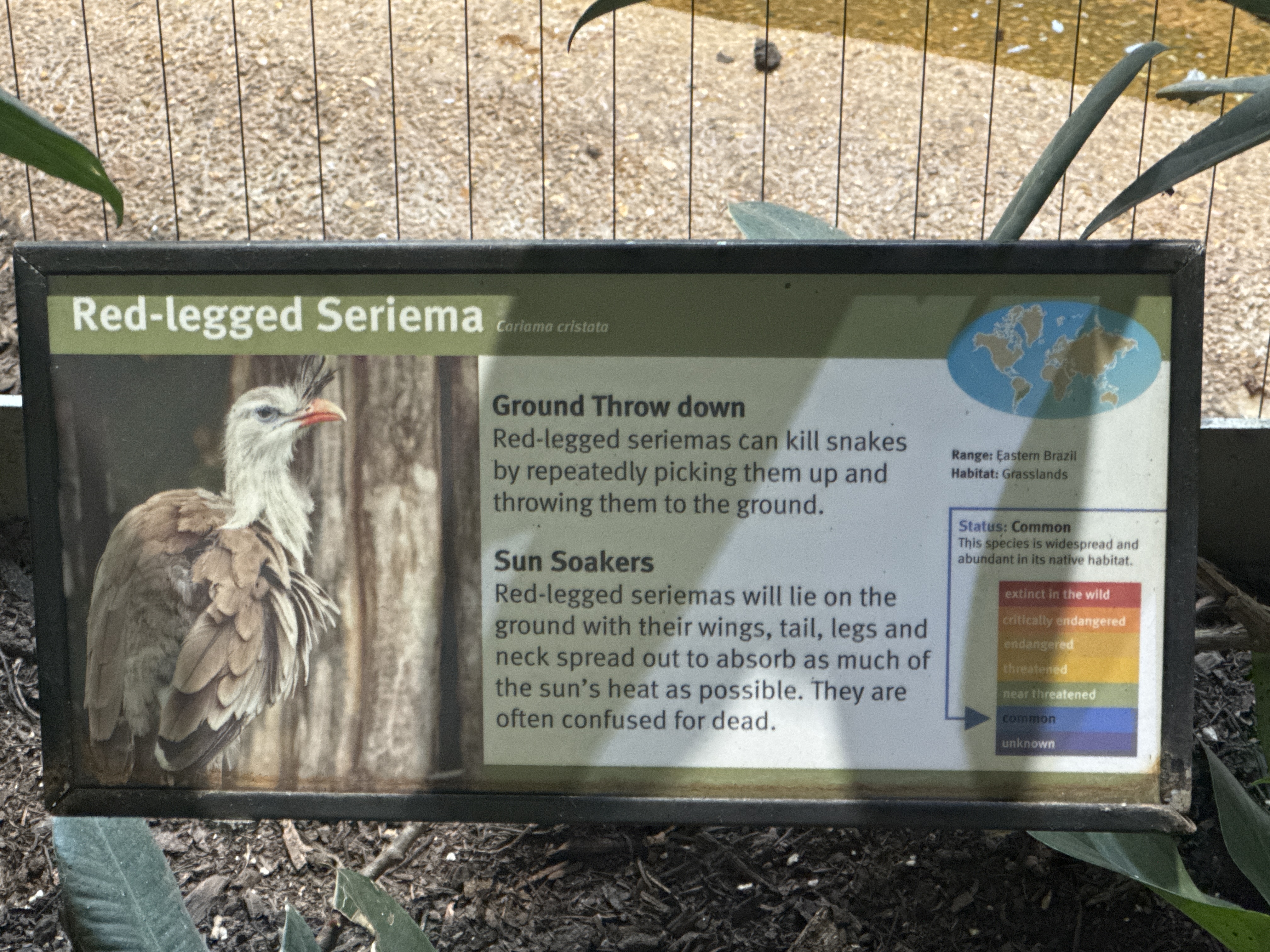 Red-legged Seriema