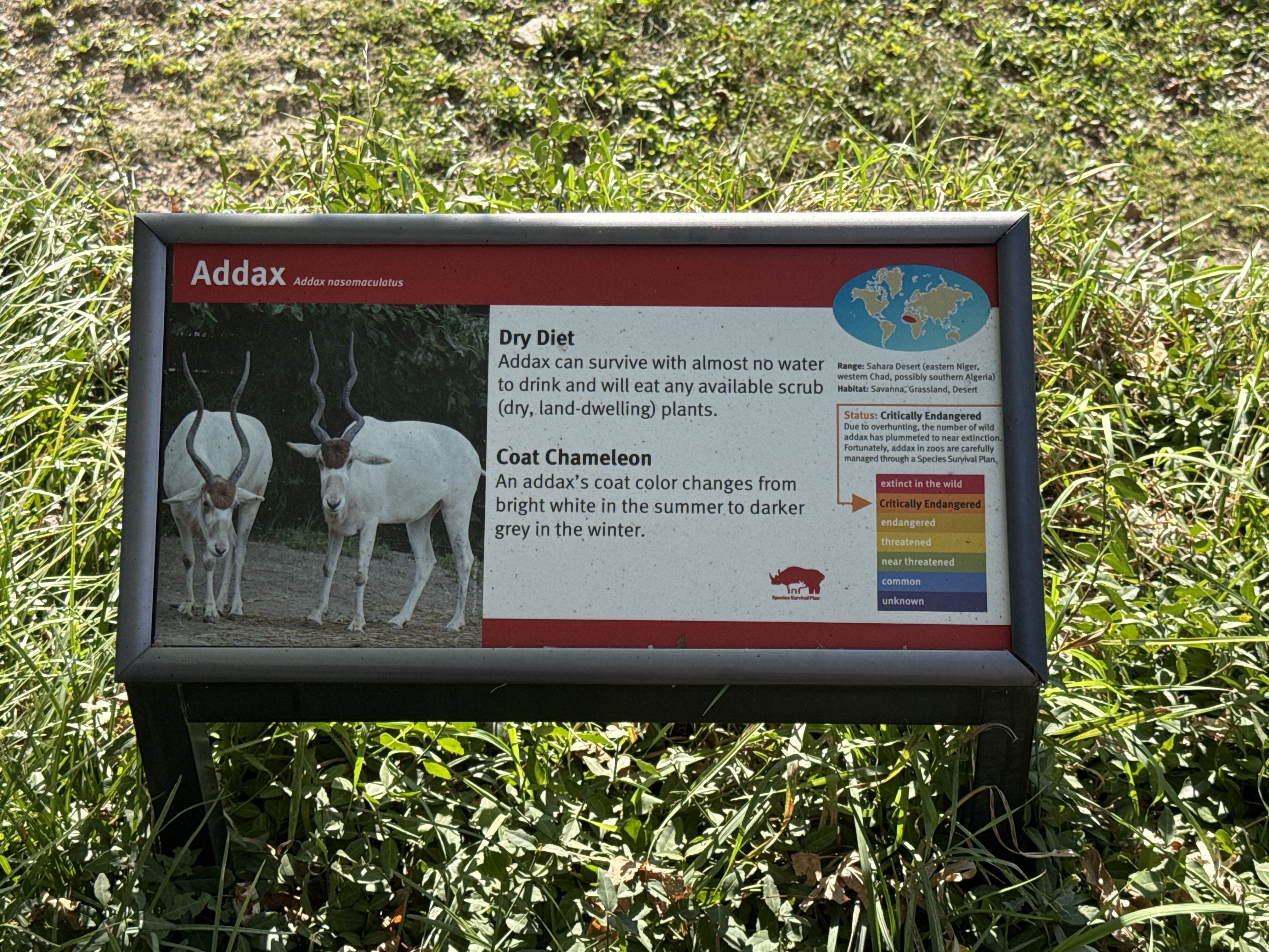 Addax
