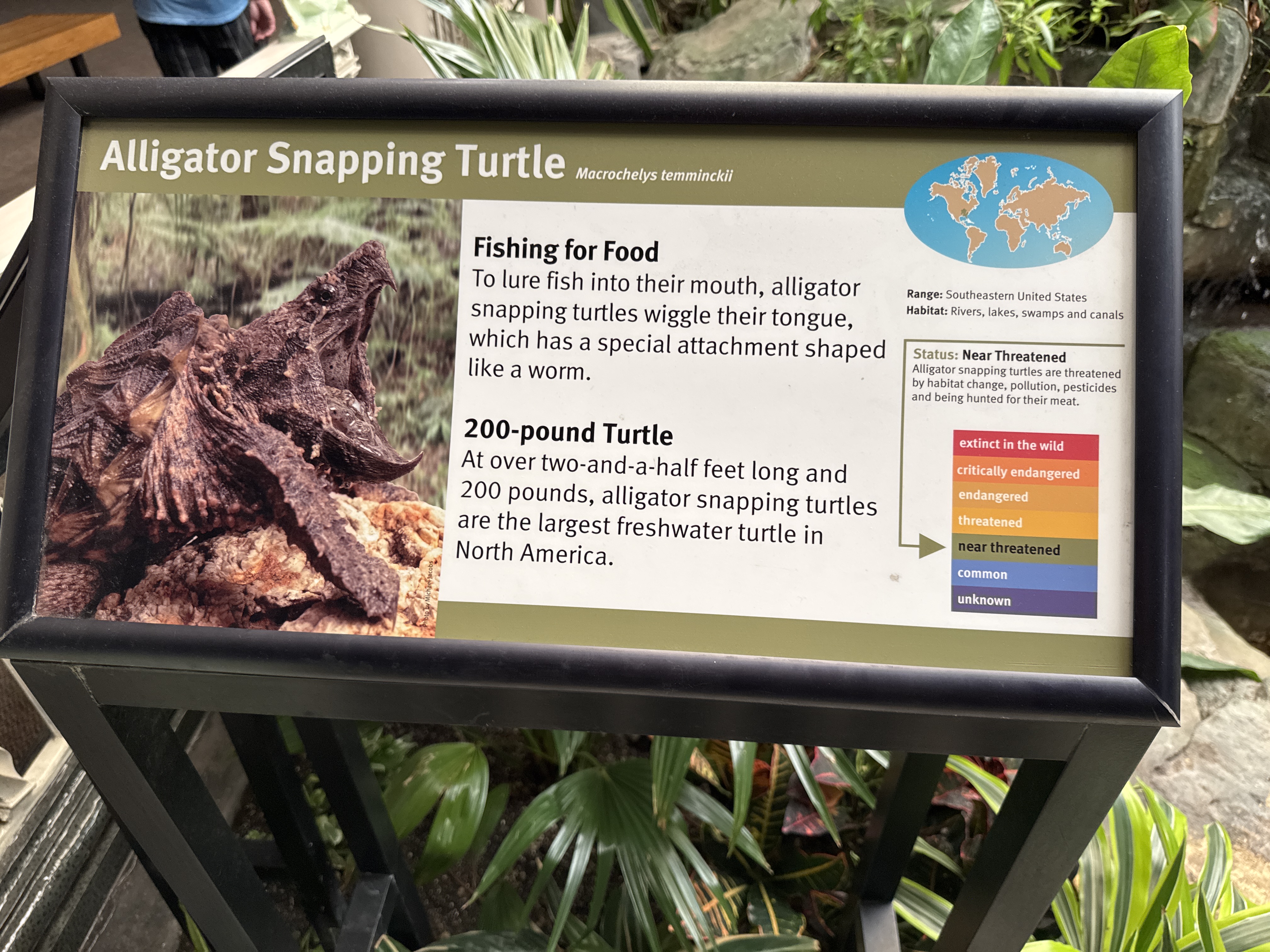 Alligator Snapping Turtle