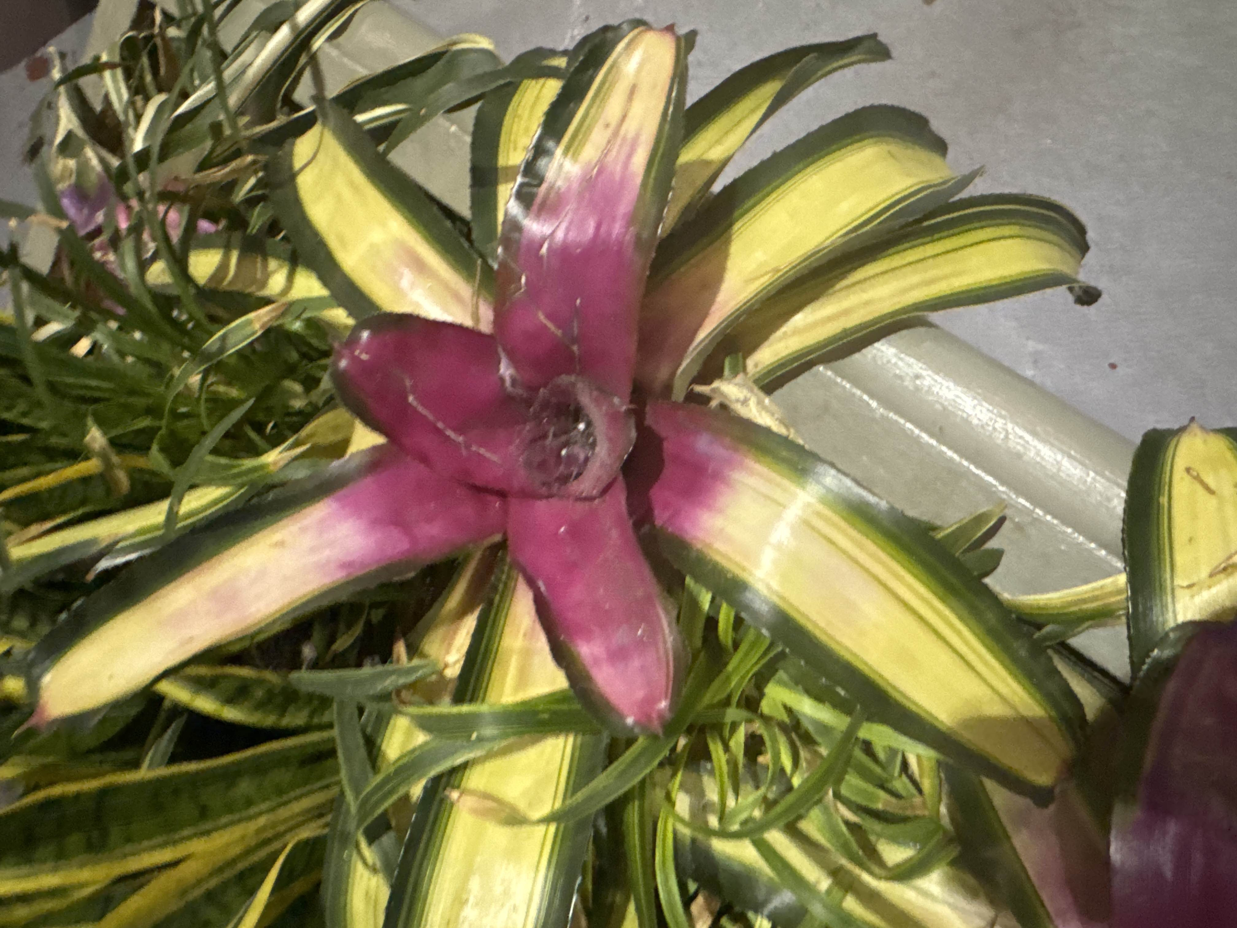 Bromeliad