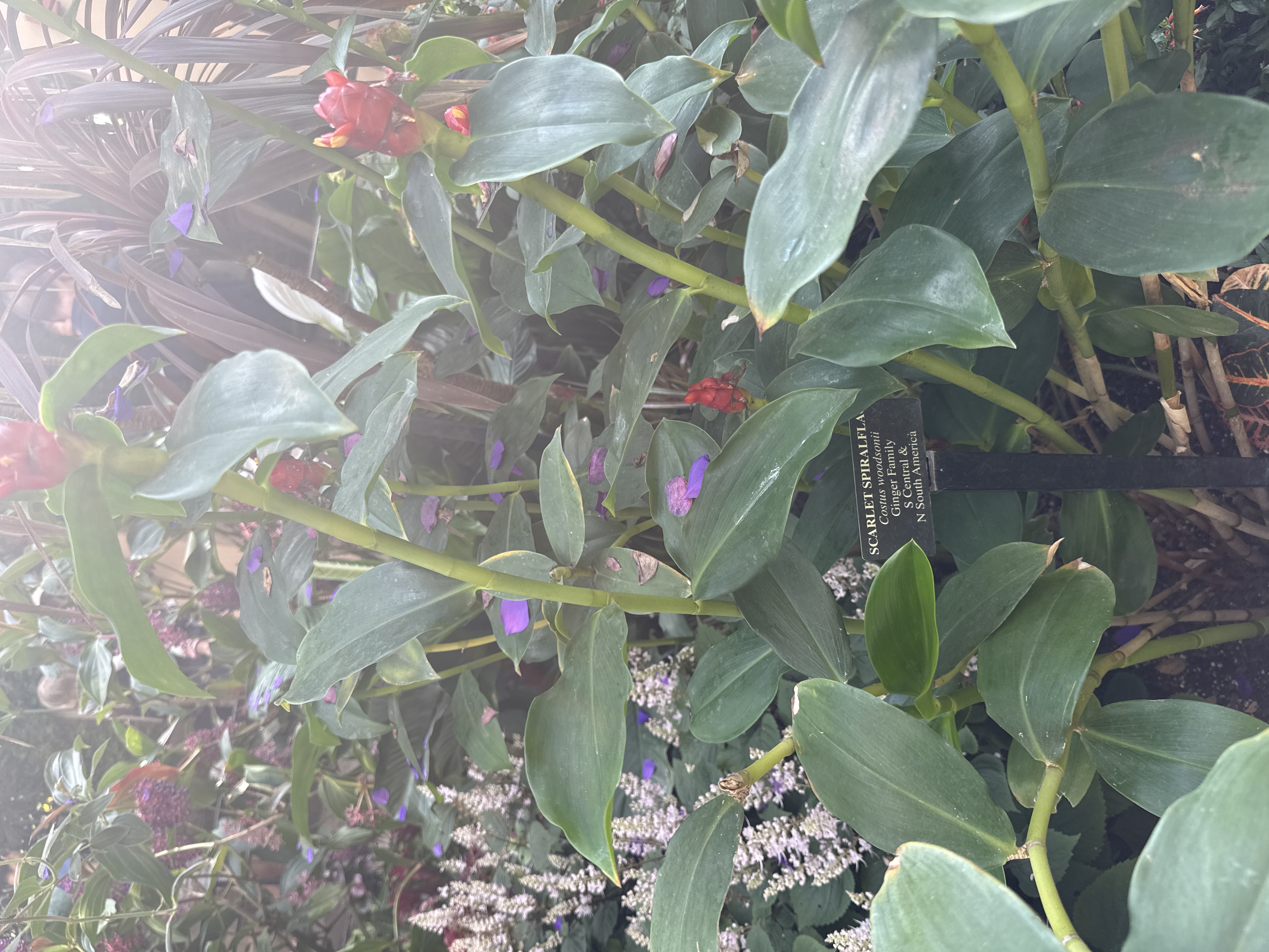 Red Spiral Ginger