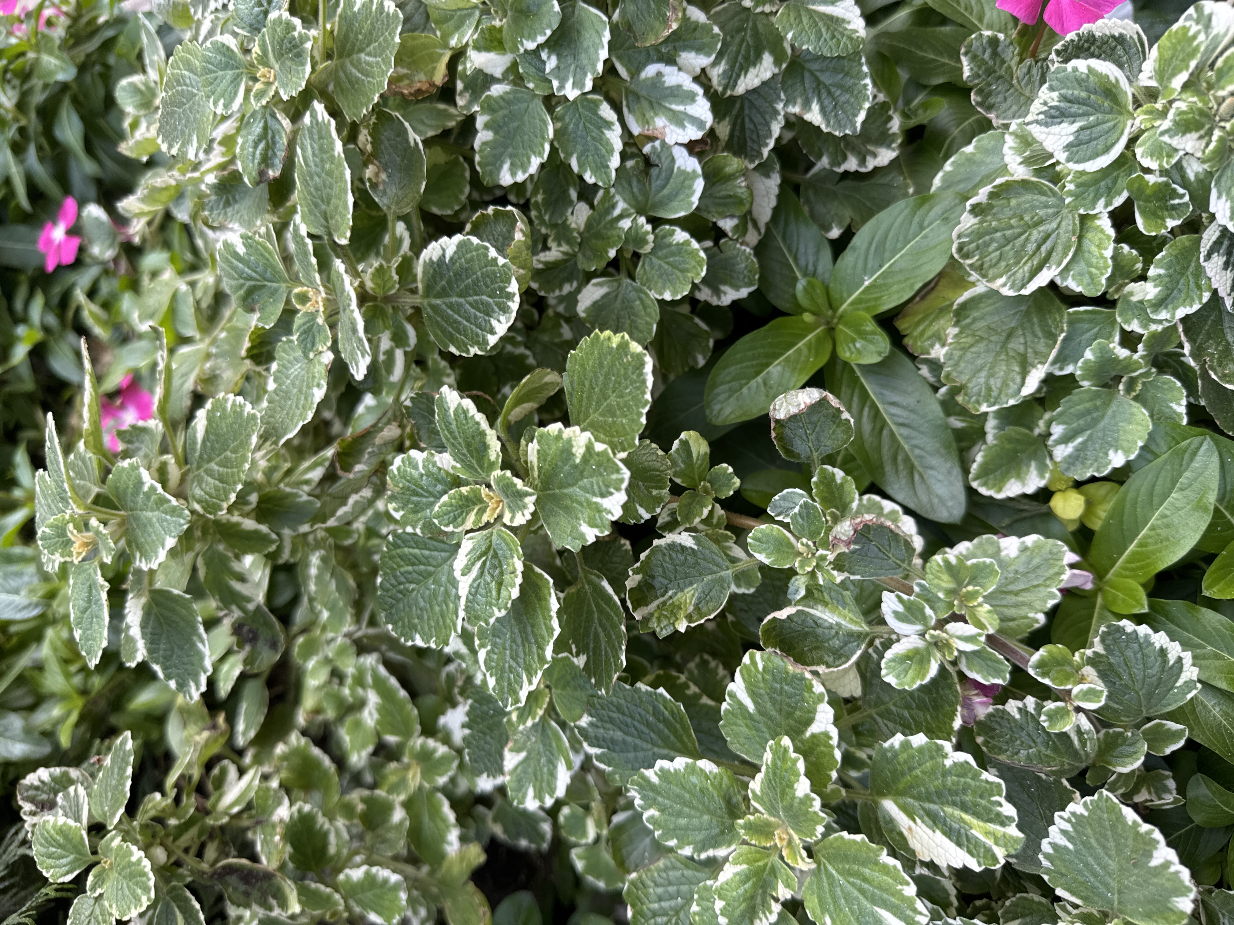 Variegated Ornamental Plant