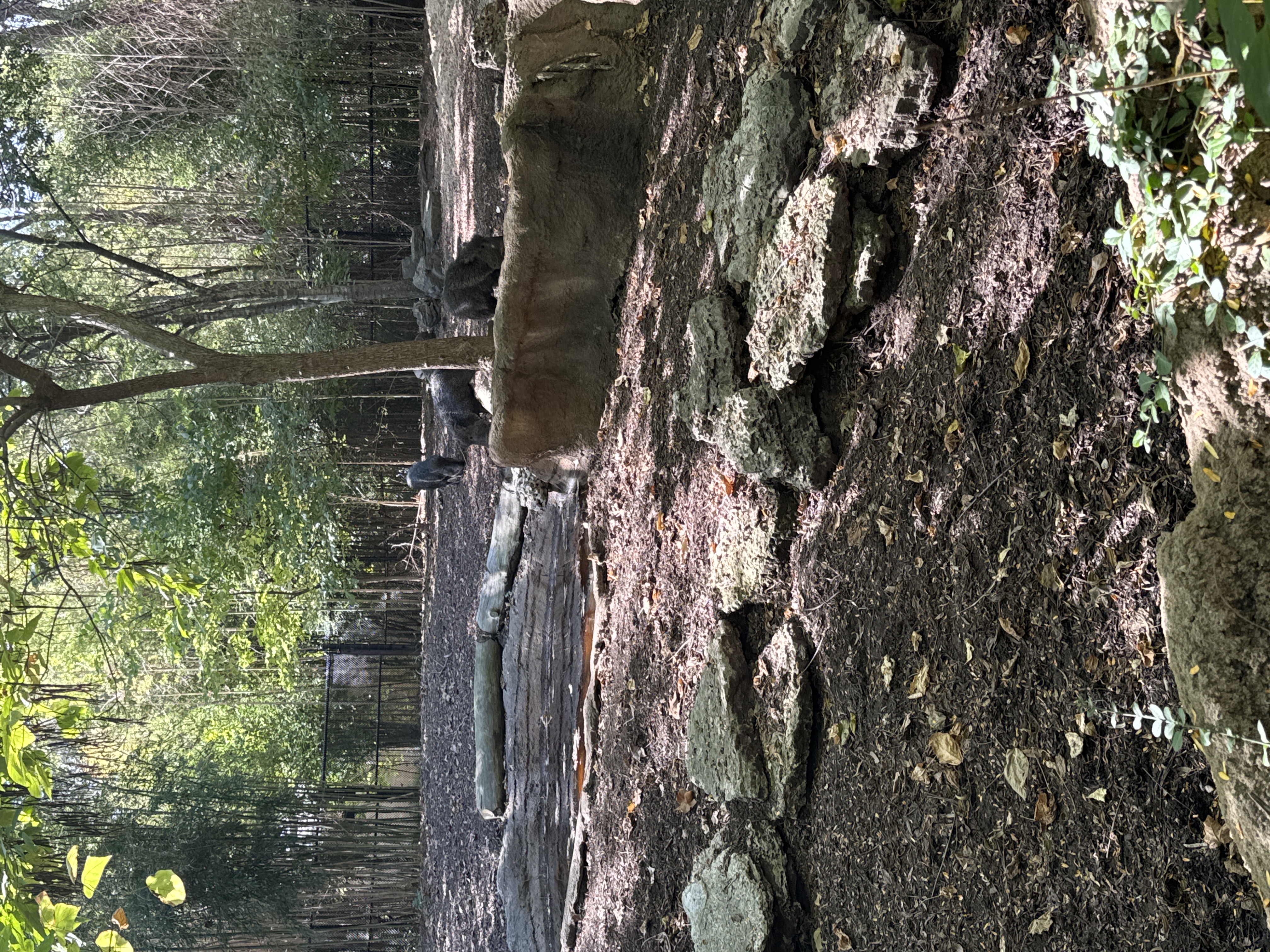 Diorama of Peccaries
