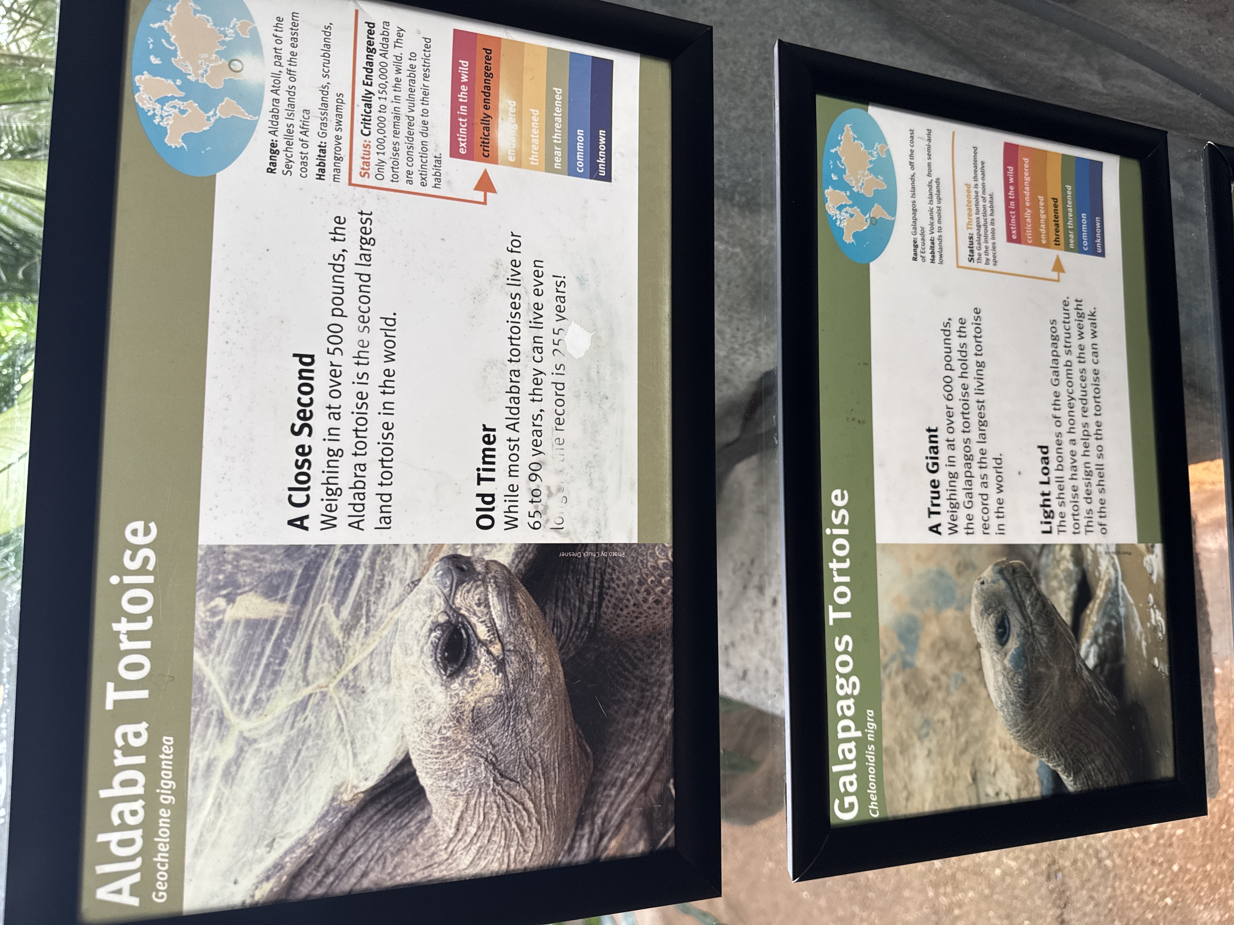 Giant Tortoises: Aldabra and Galapagos