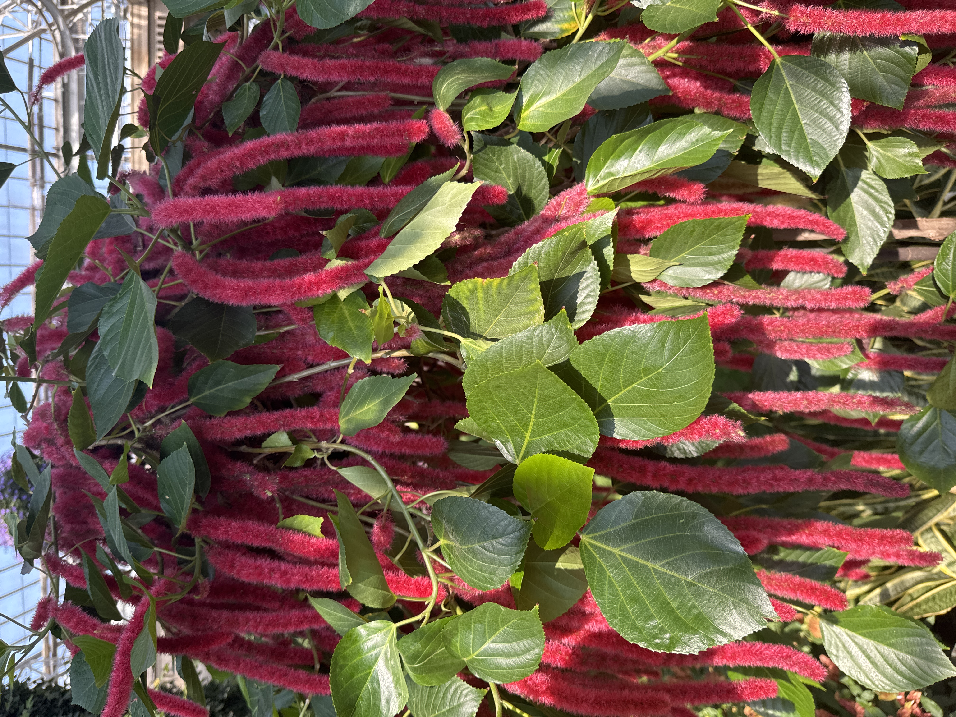 Red Hot Cat's Tail (Acalypha hispida)
