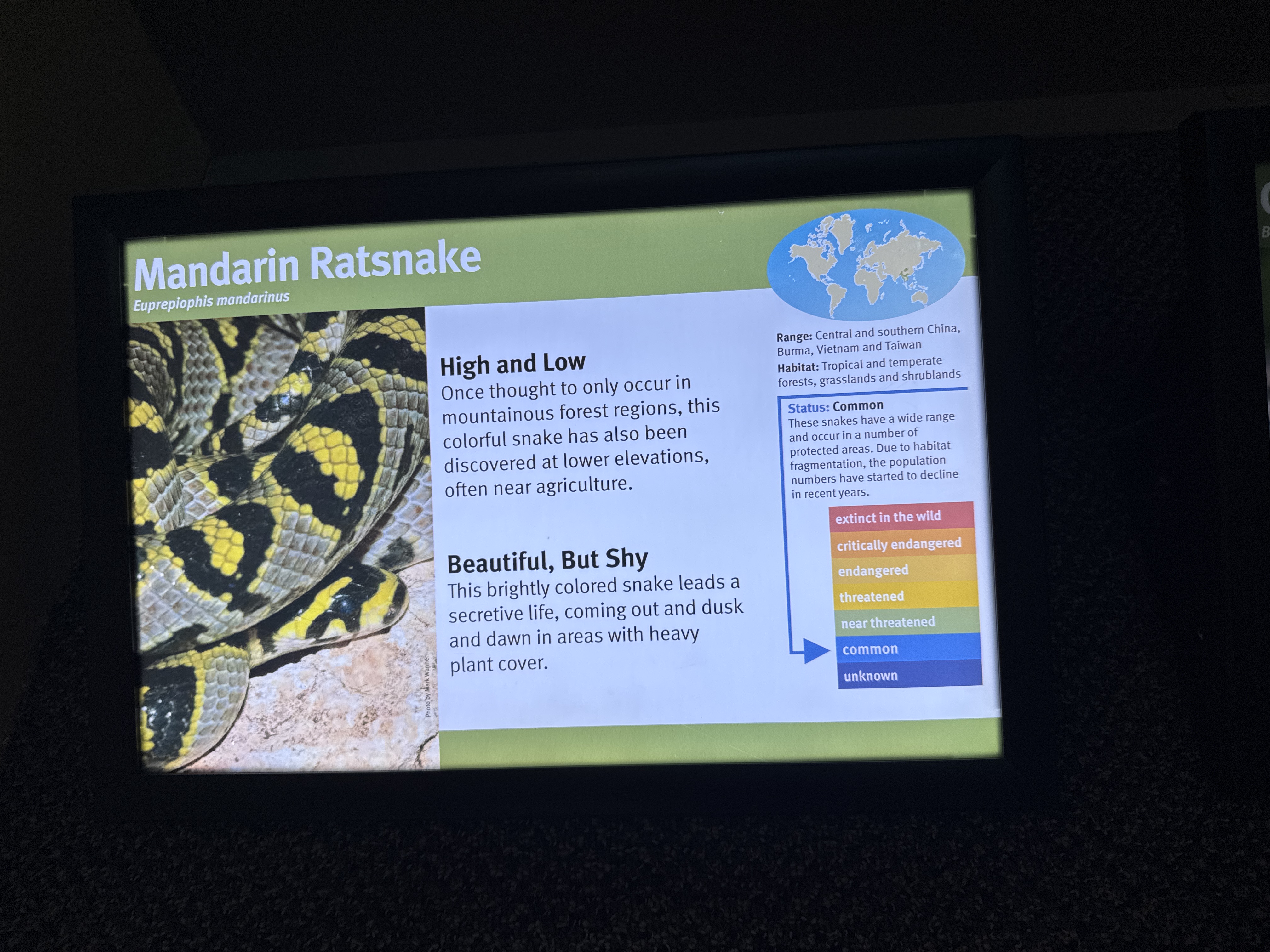 Mandarin Rat Snake