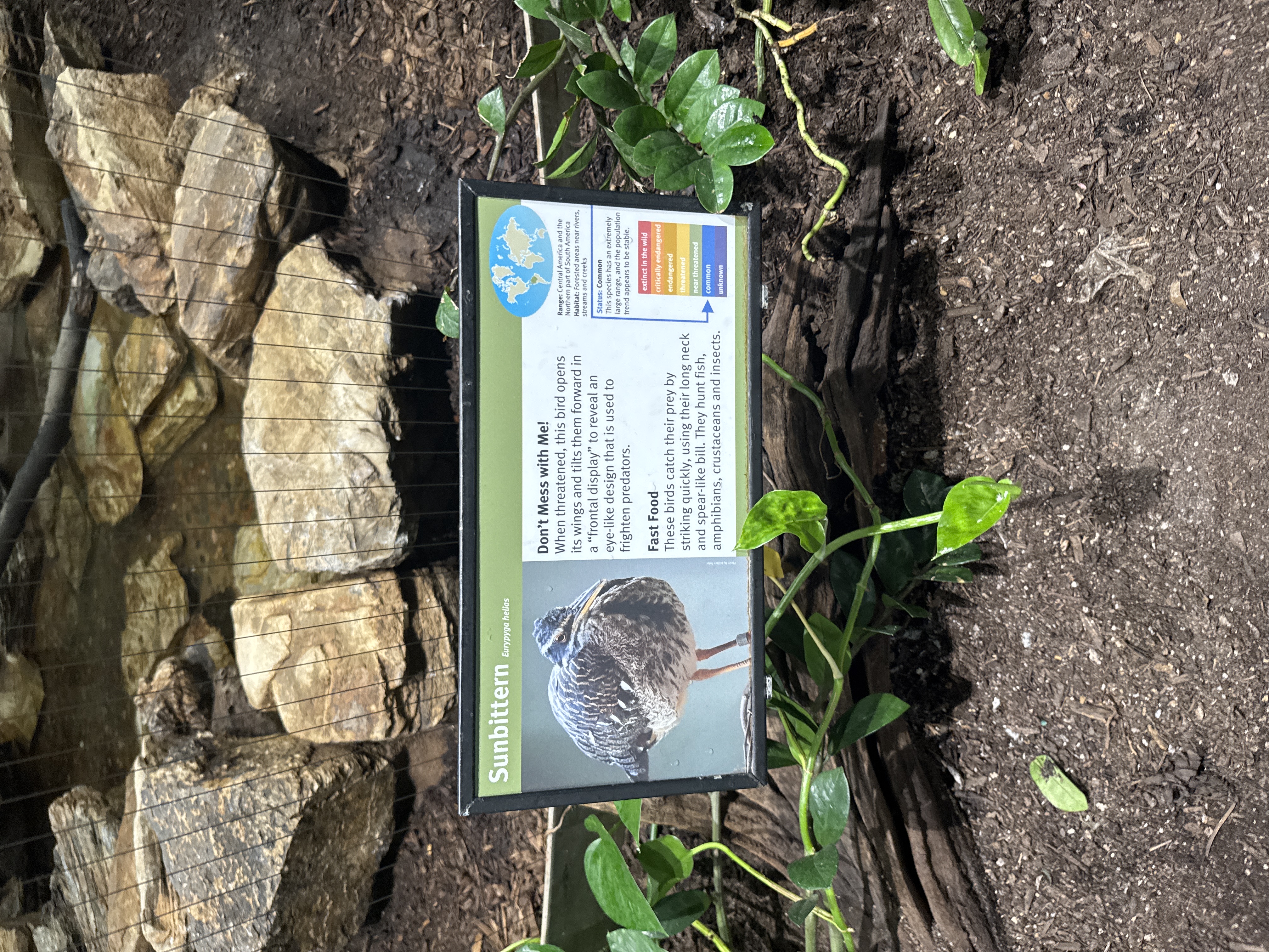 Sunbittern