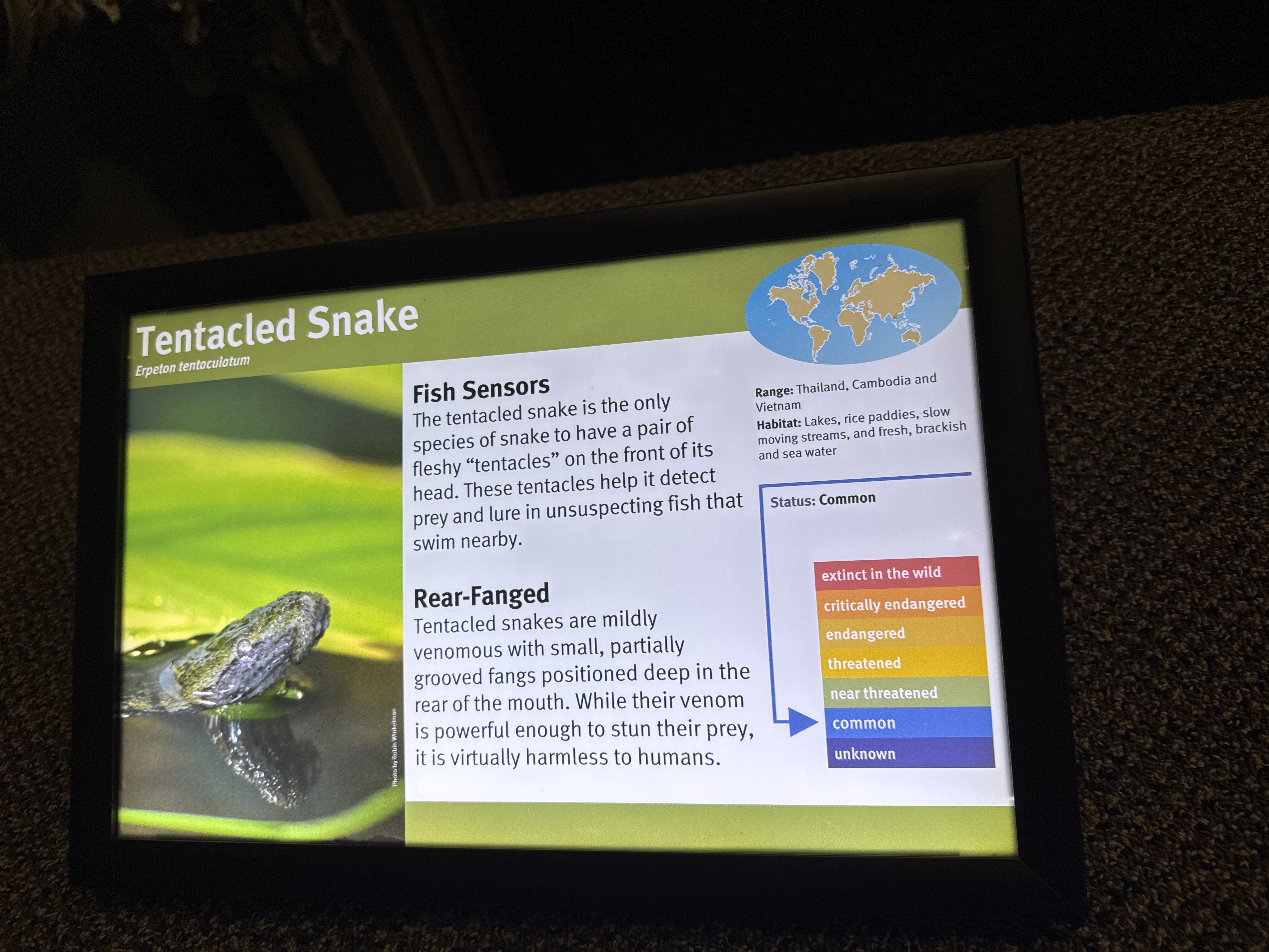 Tentacled Snake