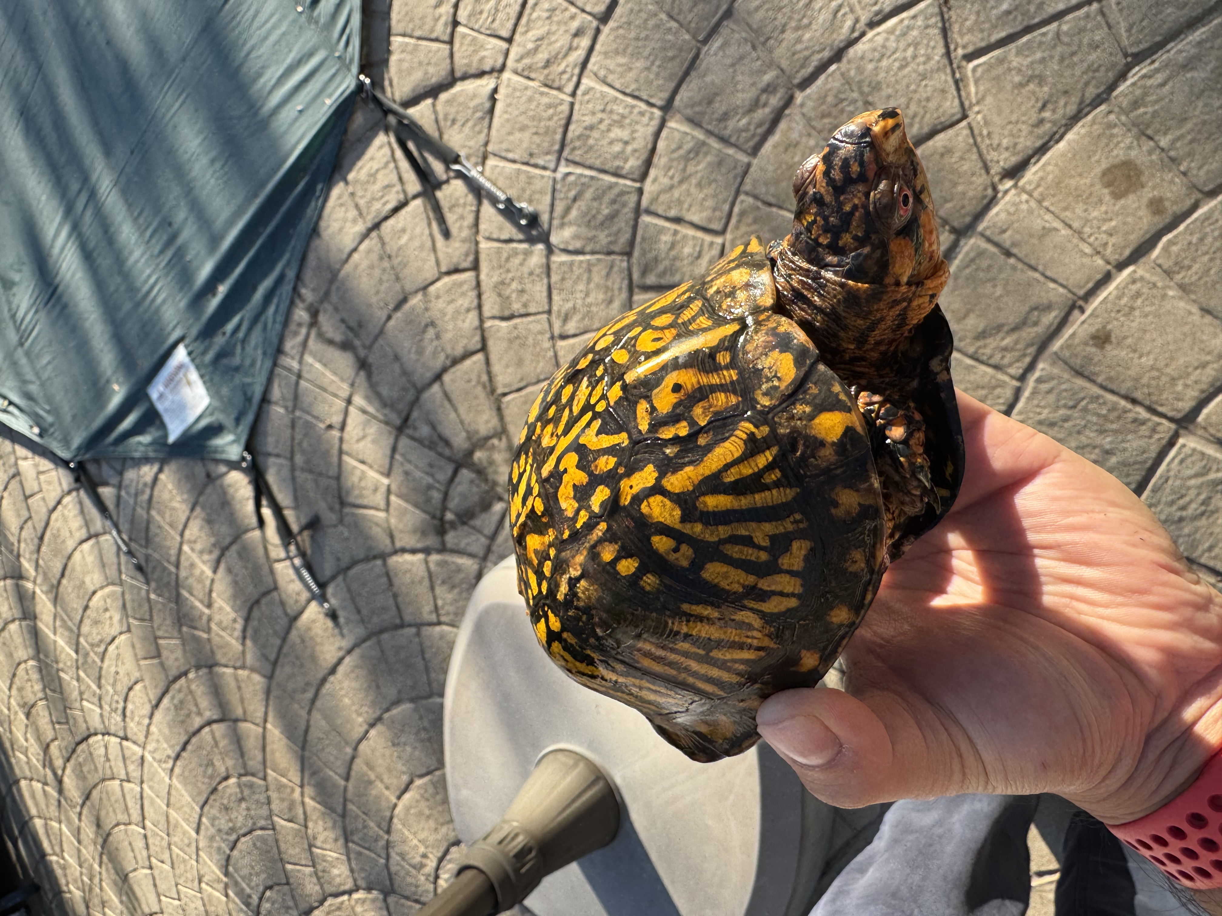 Turtle with Yellow and Black Shell