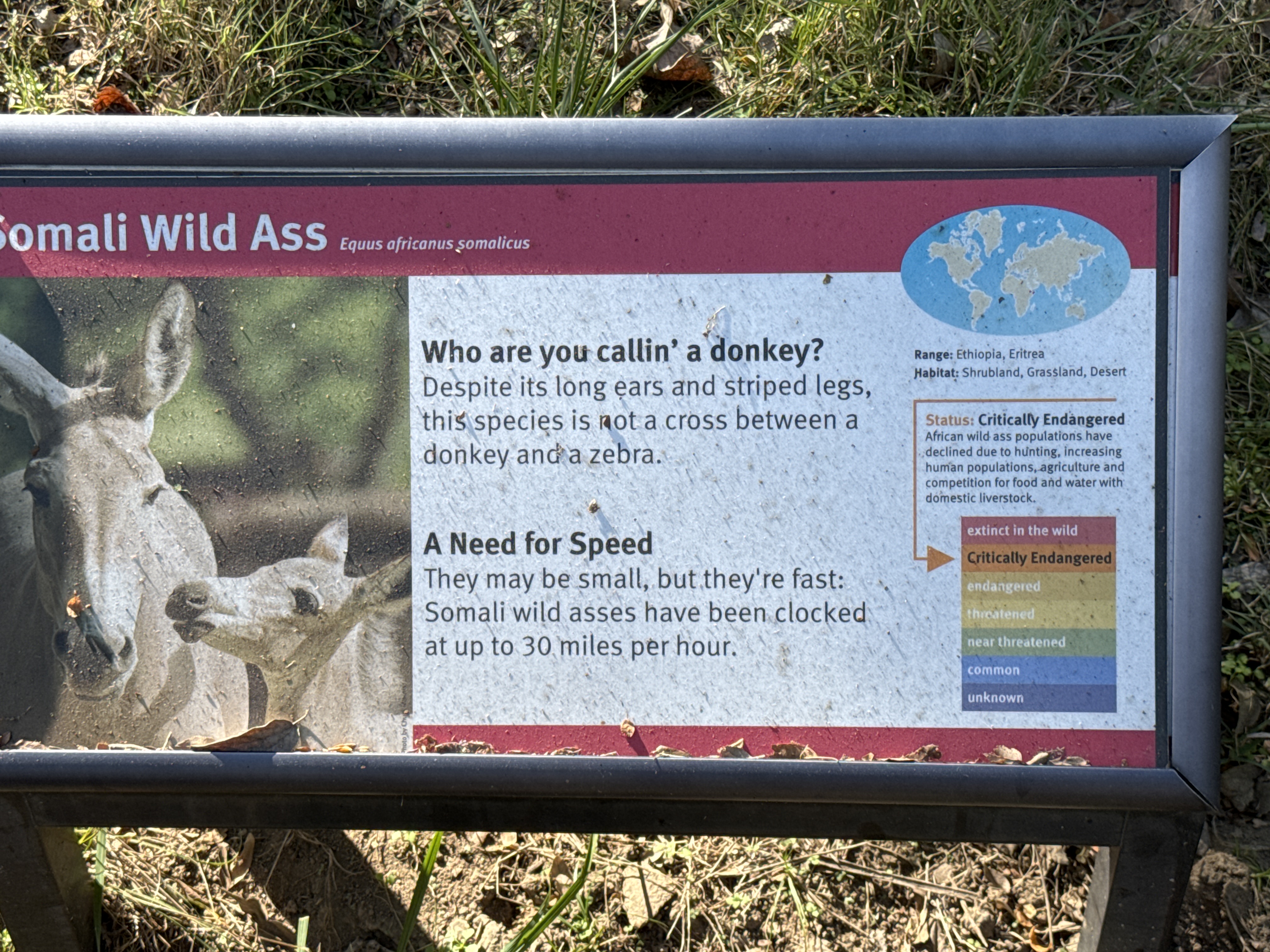 Somali Wild Ass