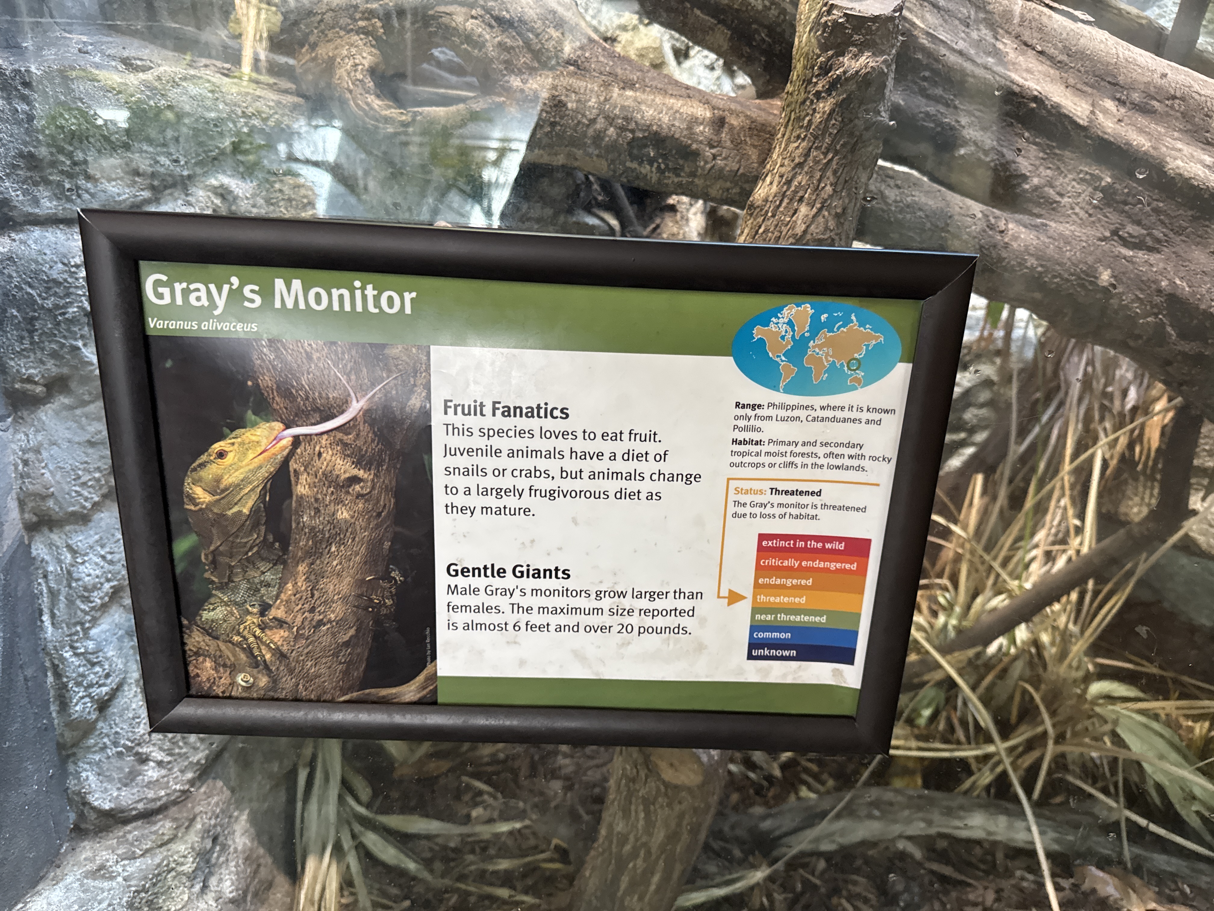 Gray Tree Monitor