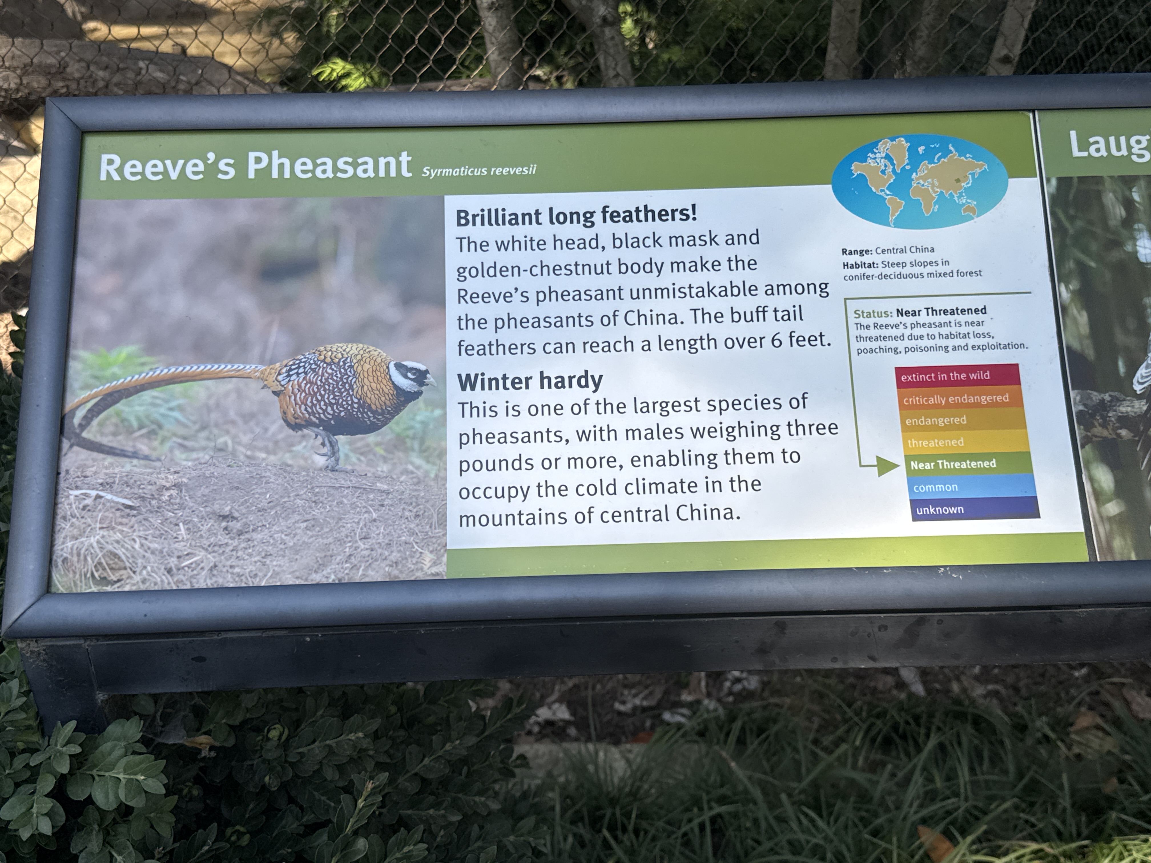 Reeves's Pheasant