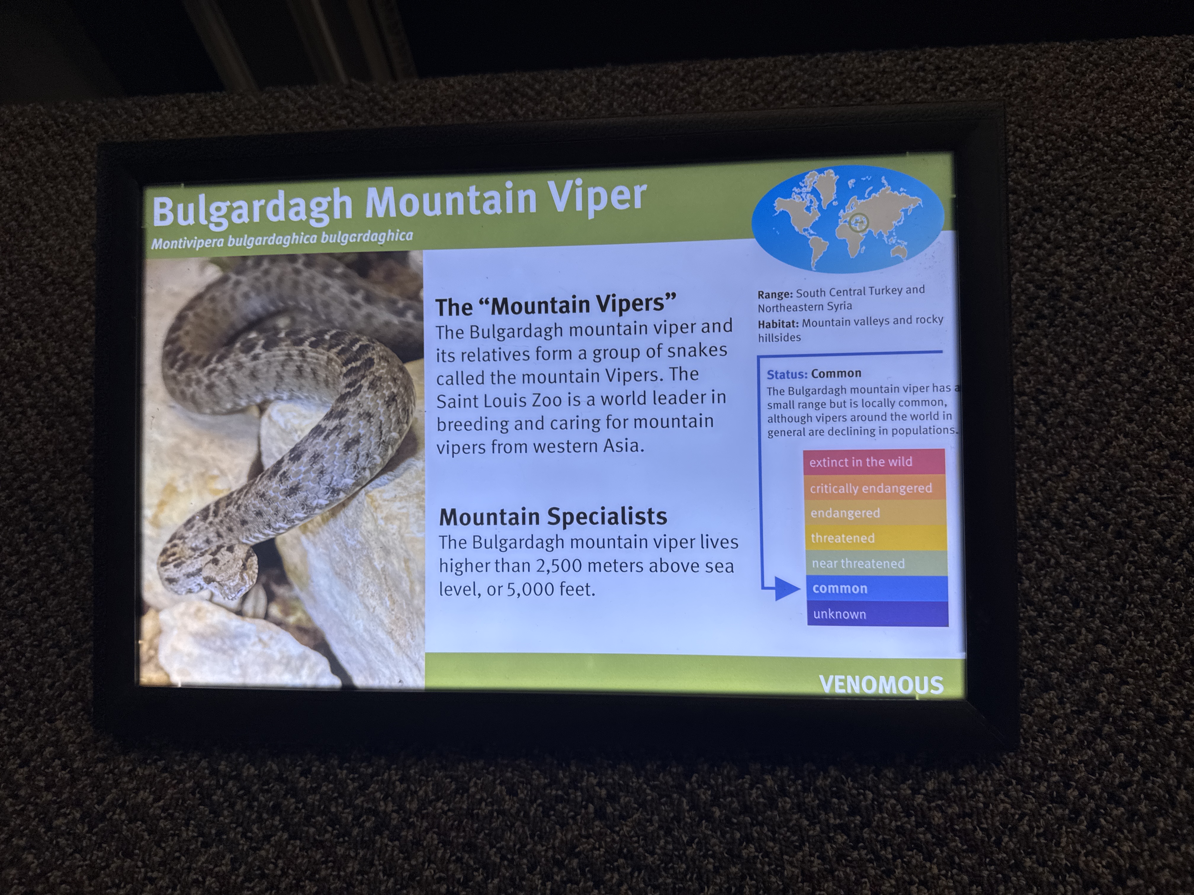 Bulgardagh Mountain Viper