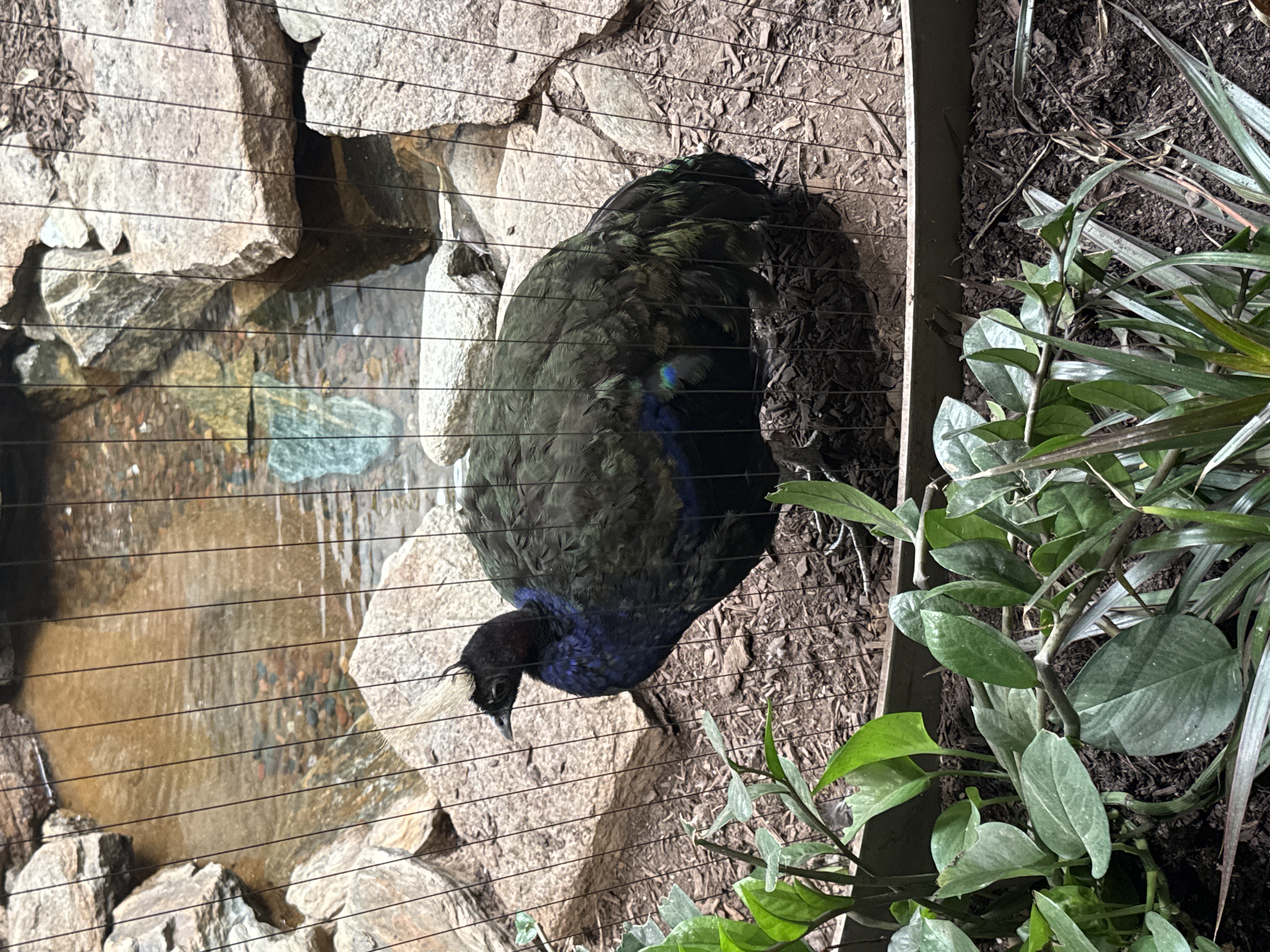 Peacock