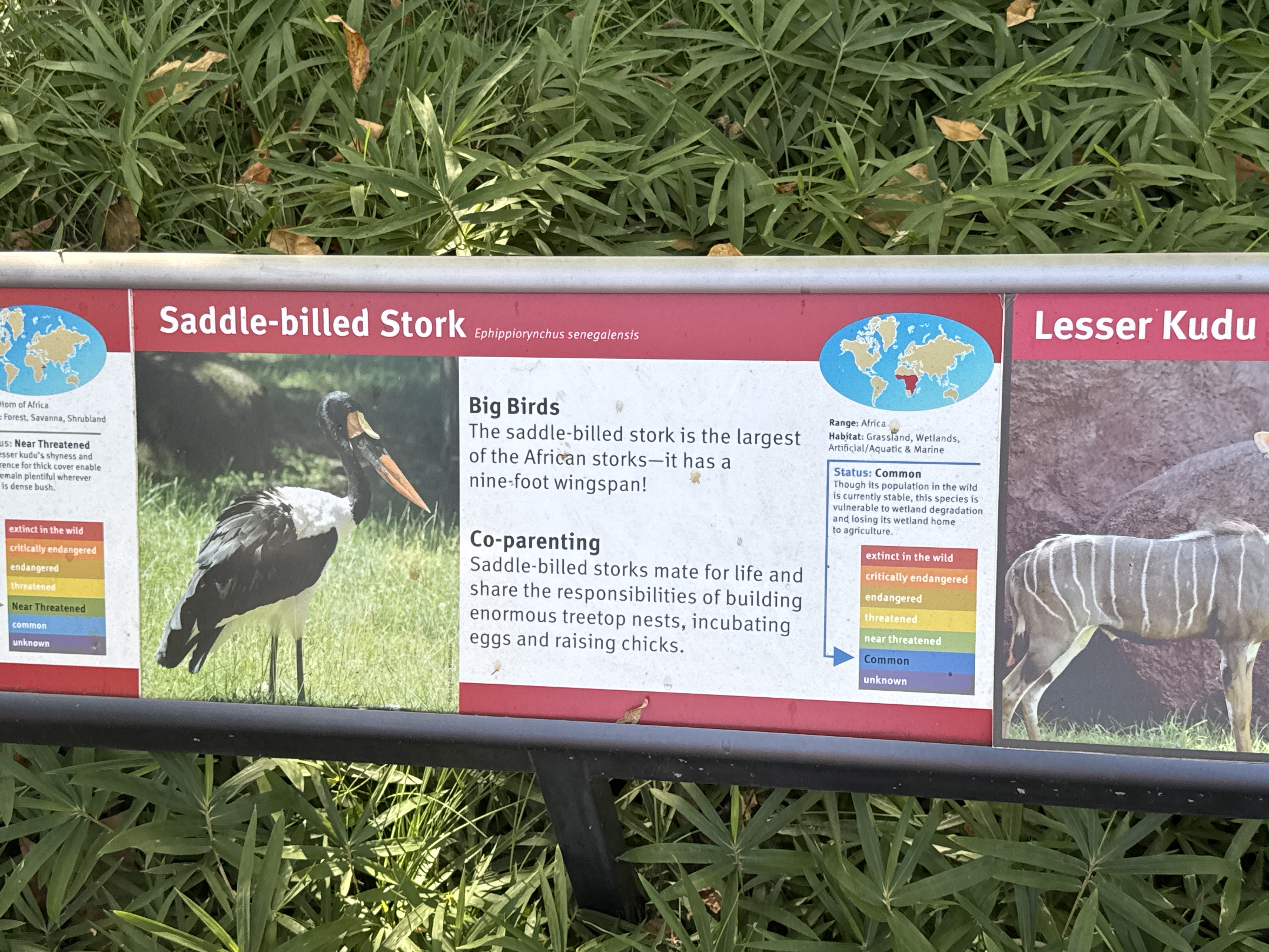 Saddle-billed Stork